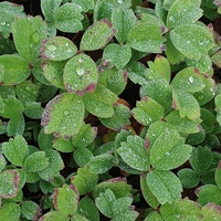 Sibbaldia procumbens 